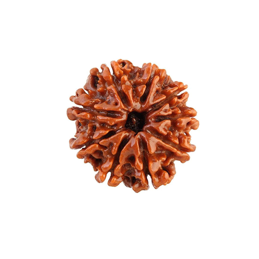 9 Mukhi Rudraksha